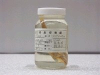 藏品(尖鰭紅娘魚)的圖片